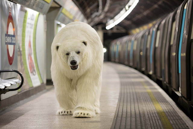 polar-bear-in-london2.jpg